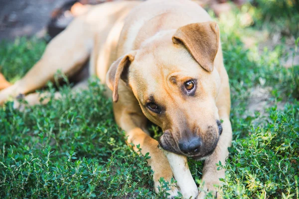 The dog gnaws a bone — Stock Photo, Image