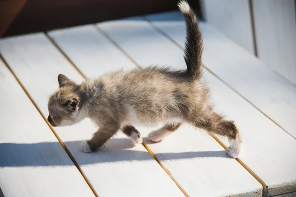 Little kitten profile — Stock Photo, Image