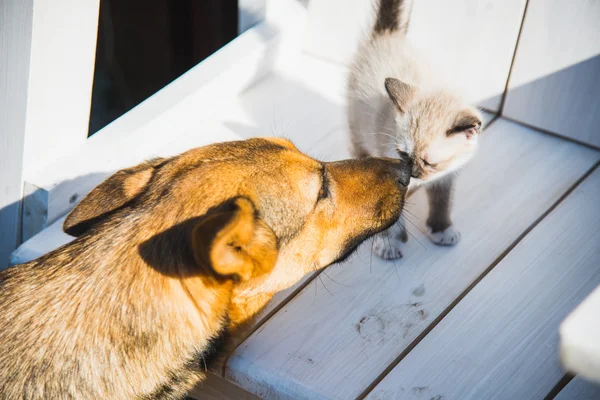 Çoğu köpek küçük kedi yavrusu kisses — Stok fotoğraf