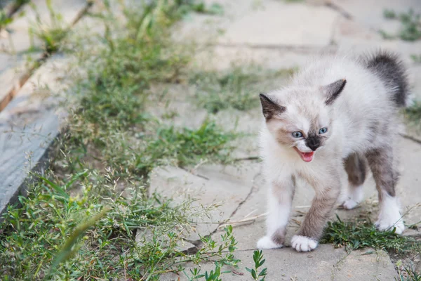 Kleine Miezekatze — Stockfoto