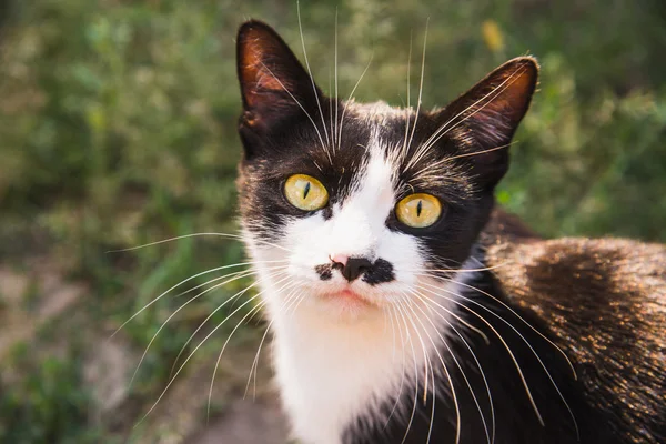 Katze mit schwarz-weißer Färbung — Stockfoto