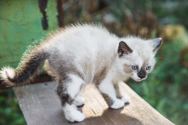 Little kitty — Stock Photo, Image