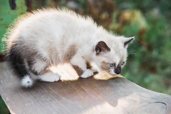 Piccolo gattino — Foto Stock