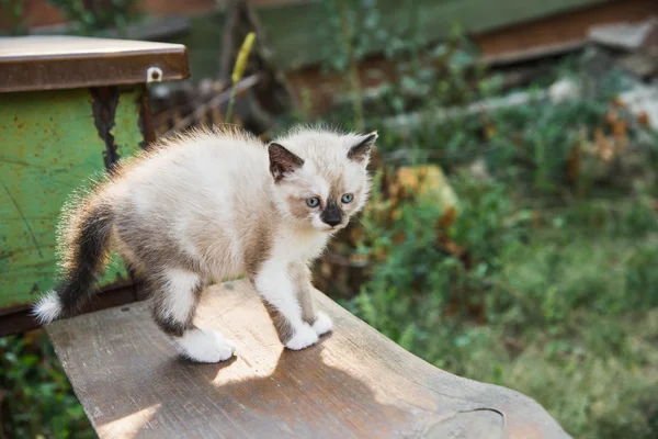 Little kitty — Stock Photo, Image