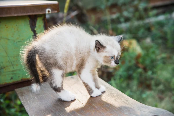 Kleine Miezekatze — Stockfoto