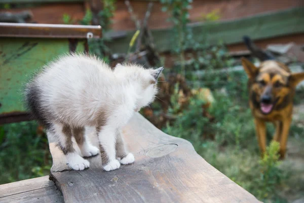 Stor hund och liten kattunge — Stockfoto