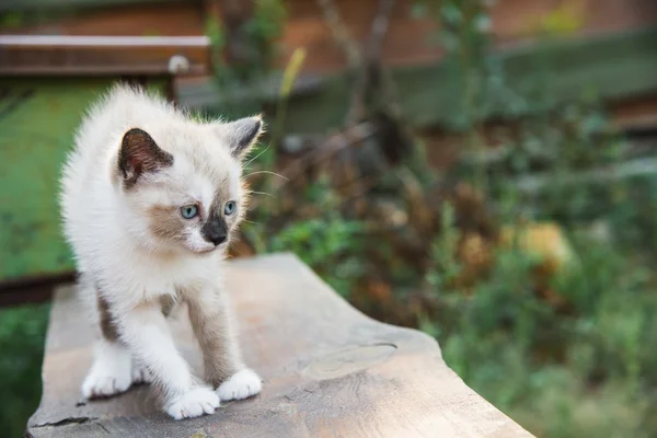 Little kitty — Stock Photo, Image