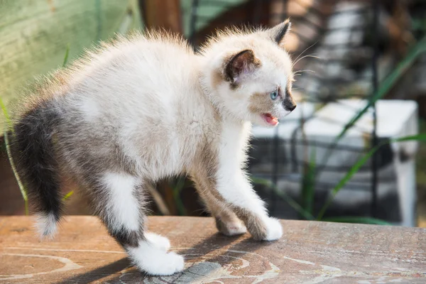 Little kitty — Stock Photo, Image