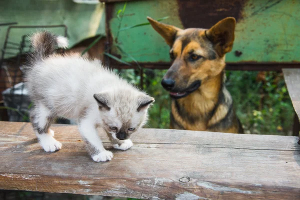 Big dog and small kitten