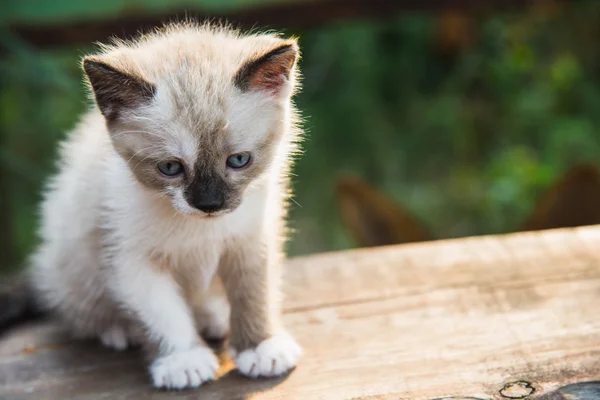 Küçük kedi yavrusu pençe yalıyor — Stok fotoğraf