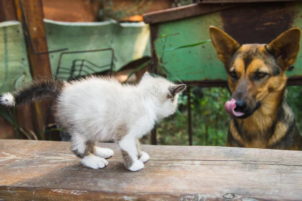 Big dog and small kitten