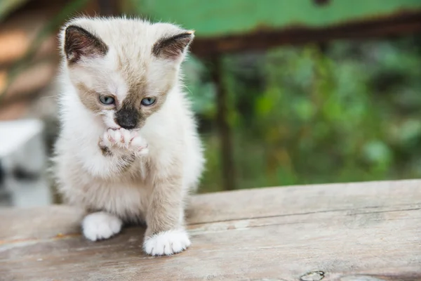 Little Kitten licks paw — Stock Photo, Image