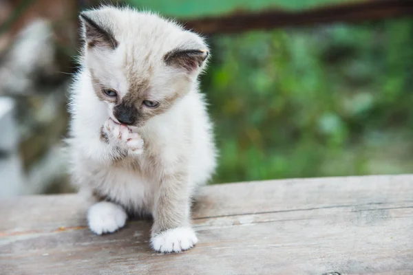 Little Kitten licks paw — Stock Photo, Image