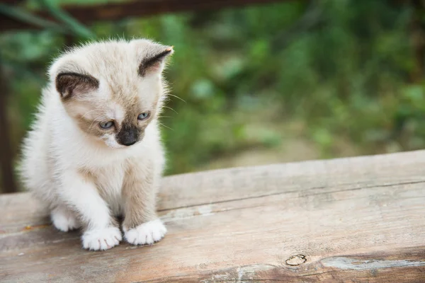 Little Kitten licks paw — Stock Photo, Image