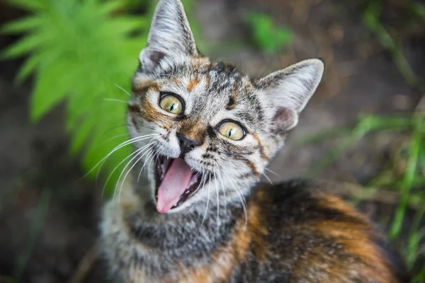 Small cat meows — Stock Photo, Image