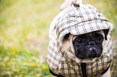 Köpek paspası. Köpek kötü havada yürüyor. Köpekler için sıcak kıyafetler.