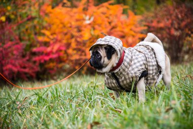 Köpek paspası. Köpek kötü havada yürüyor. Köpekler için sıcak kıyafetler.