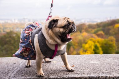 Köpek bezleri. Köpek giyen köpek elbise.