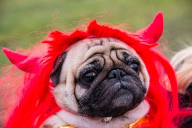 Köpek bezleri. Boynuzlu şeytan kostüm giyen bir köpek