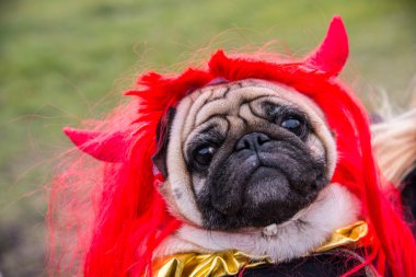 Köpek bezleri. Boynuzlu şeytan kostüm giyen bir köpek