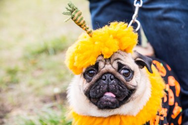 Köpek bezleri. Bir tatil Halloween kostüm kabak
