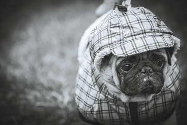 Dog Mops. Cão a andar com mau tempo. Roupas quentes para cães — Fotografia de Stock