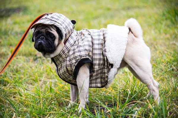 Dog Mops. Perro caminando con mal tiempo. Ropa abrigada para perros — Foto de Stock