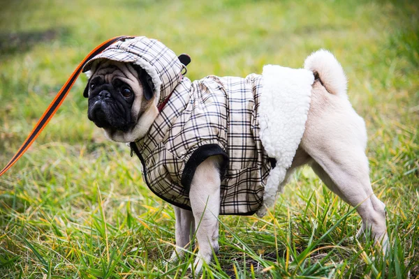 Dog Mops. Cão a andar com mau tempo. Roupas quentes para cães — Fotografia de Stock