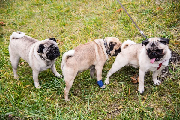 Pug dog breed. mating dogs — Stock Photo, Image