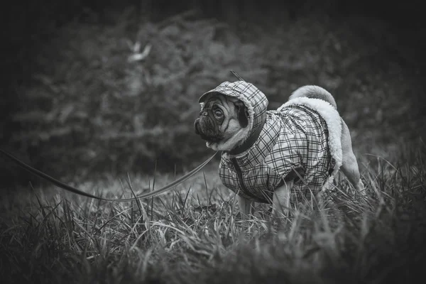 Σκυλοσφουγγαρίστρες Σκύλος που περπατάει με άσχημο καιρό. Ζεστά ρούχα για σκύλους — Φωτογραφία Αρχείου