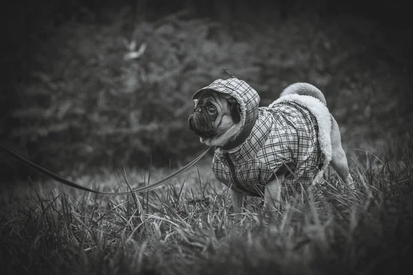 Dog Mops. Cão a andar com mau tempo. Roupas quentes para cães — Fotografia de Stock