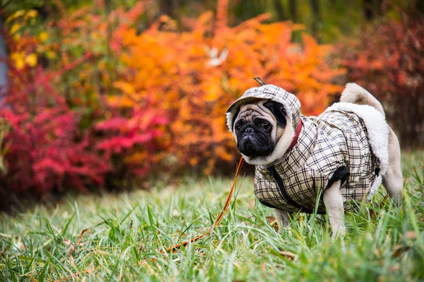 Anjing Mops. Anjing berjalan dalam cuaca buruk. Baju hangat untuk anjing — Stok Foto