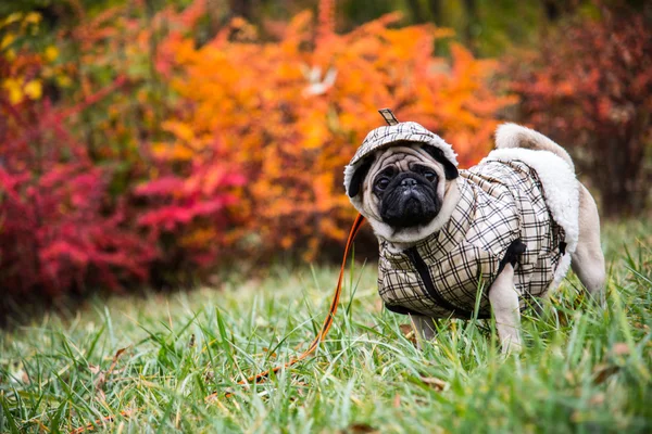 Hundmoppar. Hund som går i dåligt väder. Varma kläder för hundar — Stockfoto