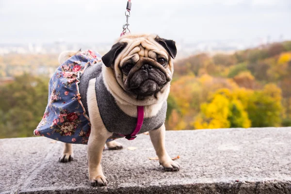 Dog Mops. Dog wearing dog dress. — Stock Photo, Image