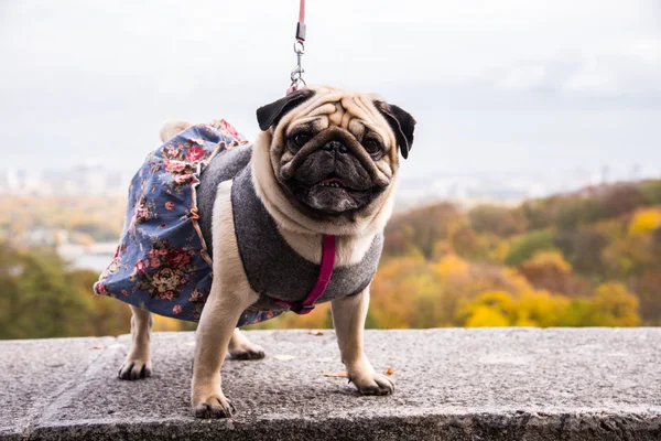 Dog Mops. Dog wearing dog dress. — Stock Photo, Image