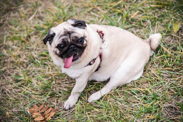 Dog Mops. Paseo del perro por el parque —  Fotos de Stock