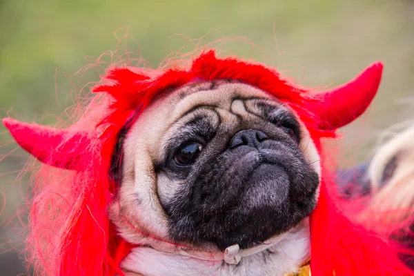 Pies Mops. Pies noszenie stroju diabła, z rogami — Zdjęcie stockowe