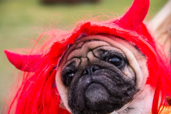 Собачьи швабры Собака в костюме дьявола с рогами — стоковое фото