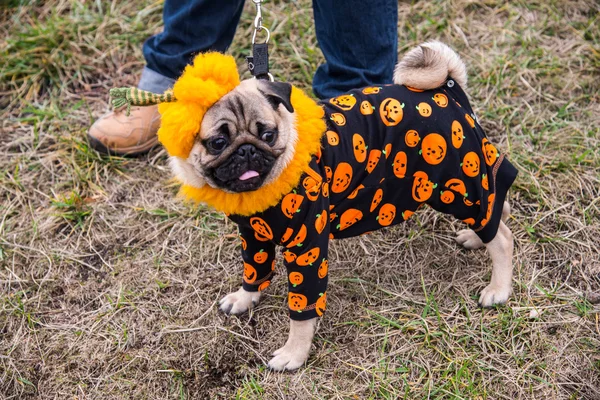 Dog Mops. Costume Pumpkin for a holiday Halloween — Stock Photo, Image