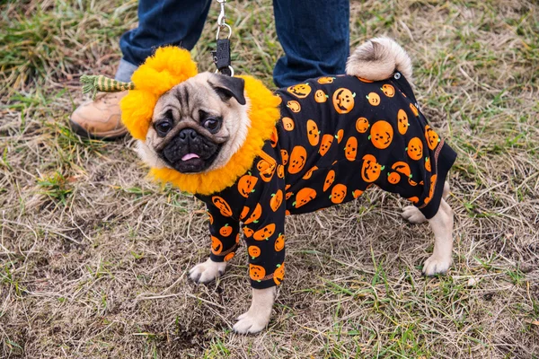 Dog Mops. La calabaza del traje para la fiesta de halloween — Foto de Stock