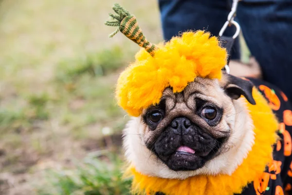 Dog Mops. Costume Pumpkin for a holiday Halloween — Stock Photo, Image