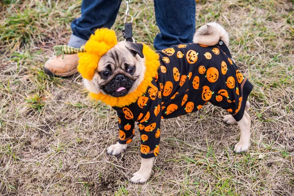 Pies Mops. Dynia kostium na Halloween wakacje — Zdjęcie stockowe