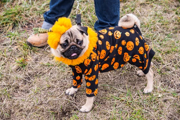 Mops pes. Kostým dýně na svátek Halloween — Stock fotografie