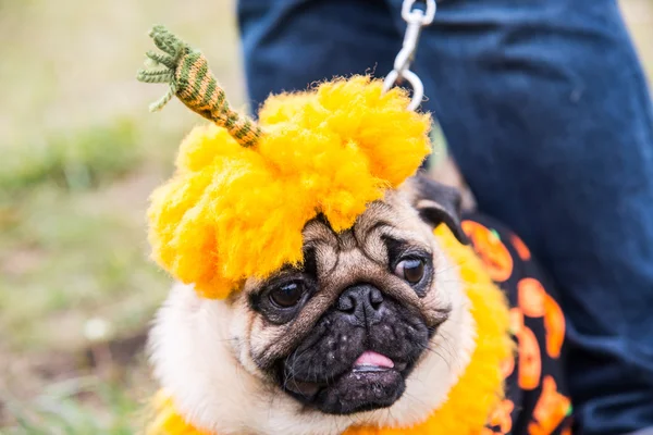 Dog Mops. La calabaza del traje para la fiesta de halloween —  Fotos de Stock