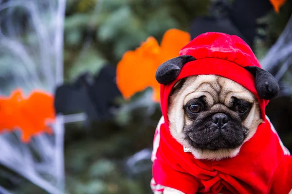 Dog Mops. Um cão vestindo um traje de diabo com chifres — Fotografia de Stock