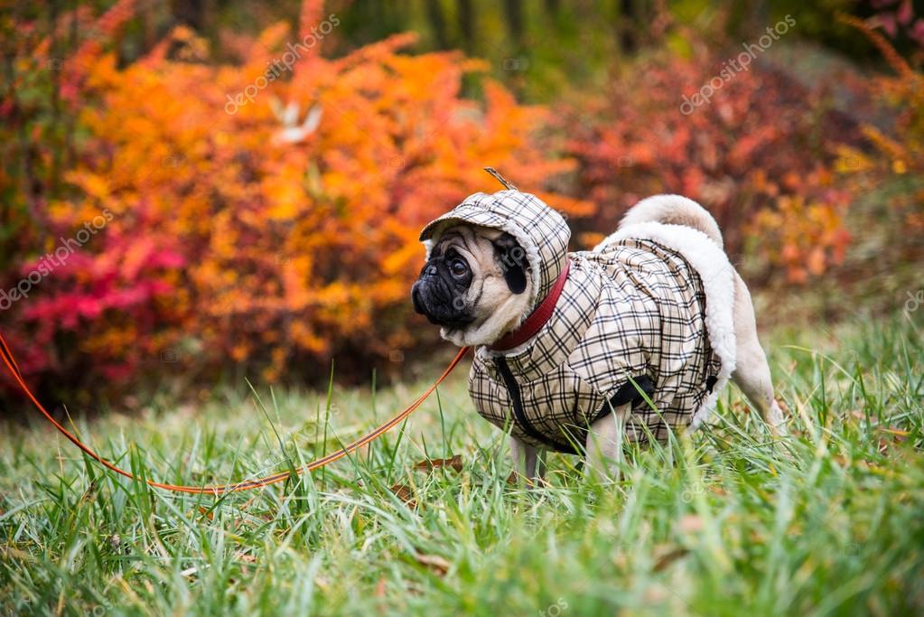 clothes for dog walking