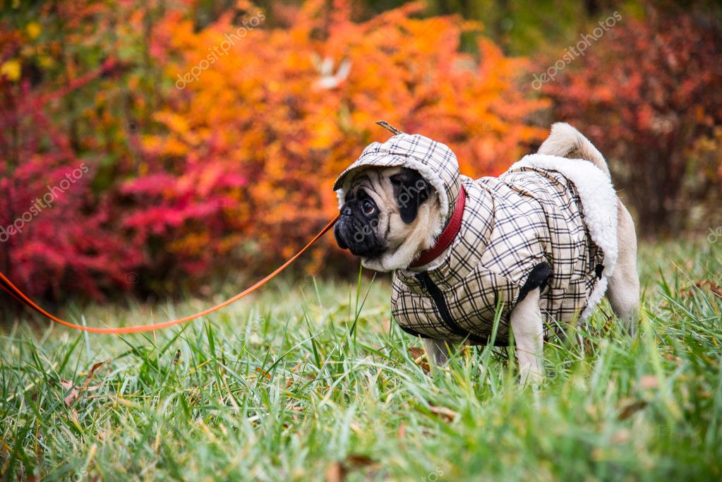 Are Dog Clothes Bad For Dogs