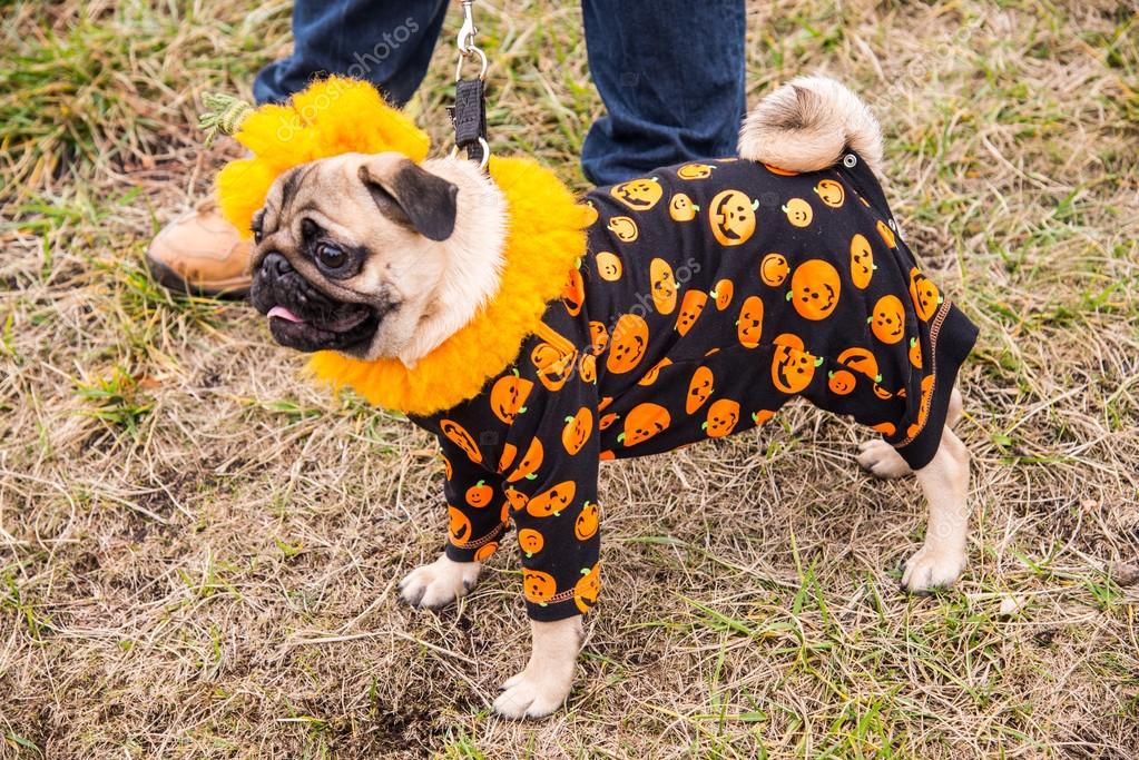 Dog Mops. Costume Pumpkin for a holiday Halloween — Stock Photo © liukov 87919580