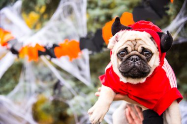 Köpek bezleri. Boynuzlu şeytan kostüm giyen bir köpek