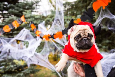 Köpek bezleri. Boynuzlu şeytan kostüm giyen bir köpek